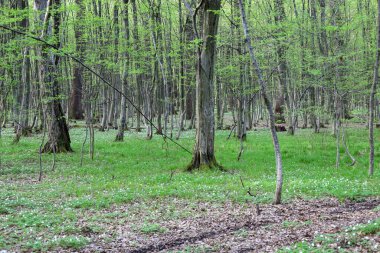 Ukrayna 'da bir bahar ormanı, ince ağaç gövdelerinde genç yeşil yaprakların arasından süzülen ışıklarla dolu. Zemin, taze yeşil çimenler ve düşen yaprakların arasında çiçek açan beyaz ahşap şakayık halısıyla (Anemone nemorosa) kaplıdır..