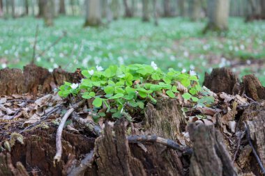 Düşen yapraklarla kaplı eski bir kırık kütükte, üç yapraklı yeşil yapraklar ve narin beyaz çiçeklerle parlak bir ahşap kızkuşu (Oxalis asetosella) adası oluştu..