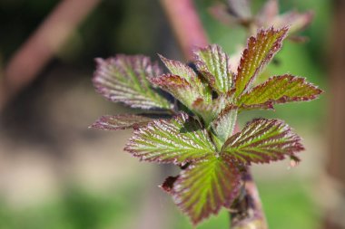 Genç ahududu filizleri parlak yeşil yapraklarla ve kırmızımsı damarlarla bulanık bir arka plana doğru açılır. Her bir yaprak ucu çeşitli tırtıklı broşürlerden oluşur..