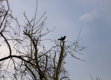 Siyah bir kuş dallı bir ağacın tepesinde oturuyor ve ilk yeşil tomurcuklar küçük bir bulutla hafif bir bahar gökyüzüne karşı. Kuş sakince çevreyi gözlemler..