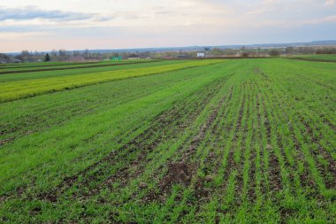 İlkbaharın başlarında, Ukrayna 'da büyük bir tarla boyunca sırayla uzanan yeşil kış ekinleri. Yakınlarda, bitkisel gelişimin farklı safhalarına sahip başka tarlaların yanı sıra sürülen toprakların karanlık bölgeleri de görülebilir..