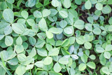 Yeşil yonca yapraklarından oluşan yoğun bir halının (Trifolium sp.) yakın çekimi. Ukrayna 'da güneşli bir açıklıkta. Her yaprak üç yuvarlak broşürden oluşur..