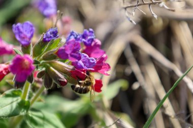 Çizgili bir arı, Ukrayna 'da baharın bulanık arka planına karşı koyu renkli akciğerotunun parlak pembe ve mor çiçeklerinden (Pulmonaria obscura) nektar toplar..