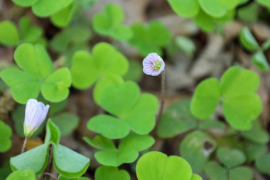Ukrayna 'nın orman zemininde, narin beyaz-pembe çiçekler ve üç yapraklı yeşil yapraklarla çiçek açan odun kuşunun (Oxalis asetosella) yakın çekimi. Çiçek yapısının ince pembe damarlı ayrıntıları görülebilir..
