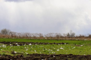 Alternatif yeşil çimen ve kara sabanla kaplı ilkbahar manzarası, burada ve orada kar kalıntılarıyla kaplı..