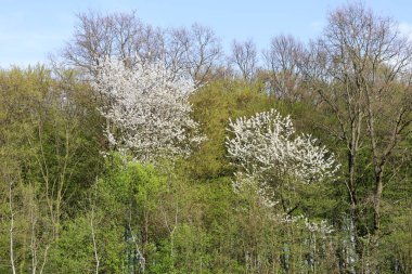 Bahar manzarası çiçek açan ağaçlardan oluşan beyaz çiçekler çeşitli yeşil yapraklardan oluşan bir zemin ve mavi gökyüzünün altında diğer ağaçların çıplak dalları..