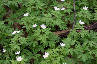 Anemone nemorosa) Ukrayna 'da orman zeminini kaplayan çiçek açan ahşap şakayık halısı. Sarı çiçekli narin beyaz çiçekler yemyeşil yapraklar arasında açılıyor..