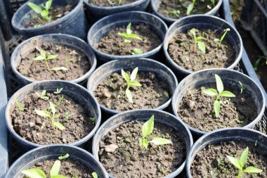 Ukrayna 'da bir serada koyu ve nemli topraktan filizlenen siyah plastik kaplar. Küçük yeşil yapraklar ve ince saplar görülebilir..