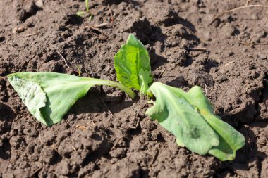 Geniş yeşil yaprakları olan genç bir lahana tohumu karanlıkta, sebze bahçesinde gevşek toprakta yetişir. Bitkinin merkezinde daha küçük yapraklar oluşmaya başladı..