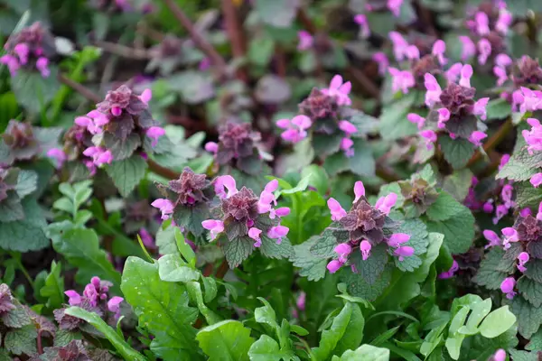 Yeşil yaprakların arasında çiçek açan mor-pembe çiçeklerden oluşan doğal bir halı. Bitkilerin yoğun dizilişi zengin bir doku ve renk paleti yaratır.