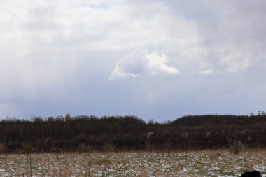 Ukrayna 'da baharın kasvetli manzarası. İlk yeşil çimenlerin kar kalıntılarını kırdığı ve geçen yılın çimlerini kuruttuğu yer. Arka planda, ağır gri bulutların altında karanlık bir orman şeridi uzanıyor..