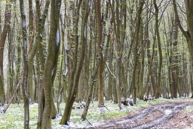 Ağaçlarda ilk yeşillik ve yerde kar kalıntıları olan bir bahar ormanı. Genç ağaç gövdeleri yukarıya doğru uzanıyor ve orman yolu boyunca tekerlek ve çamur izleri görülüyor..