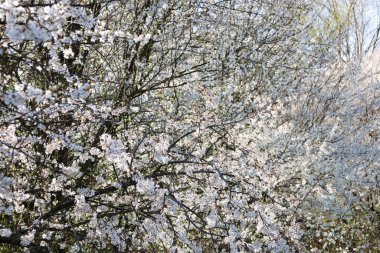 Çalının dallarını yoğun bir şekilde kaplayan sayısız küçük beyaz çiçeklerle birlikte bol miktarda siyah diken çiçek açtı. Çiçekler mavi bir gökyüzüne doğru çiçek açıyor. Yoğun çiçek perdesinden zar zor görülebiliyorlar..