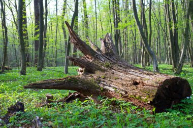 Devrilmiş bir ağacın eski, yosun kaplı gövdesi bir bahar ormanındaki ağaçların arasında yatıyor. Narin yeşil yaprakları olan ince ağaç gövdeleri güneş ışığına doğru uzanıyor..