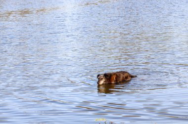 Gri ağızlıklı büyük siyah bir köpek bir nehrin ya da gölün sakin sularında yüzer. Suyun yüzeyinde ışık dalgaları mavi gökyüzünü ve çevresindeki bitki örtüsünü yansıtır..