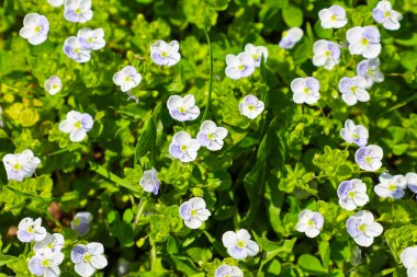 Mavi damarlı küçük beyaz çiçekler, muhtemelen kekik yapraklı hız kuyusu (Veronica serpillifolia) veya ince hız limitleri (Veronica filiforis), yoğun bir şekilde yeşil çimen halısını kaplarlar..