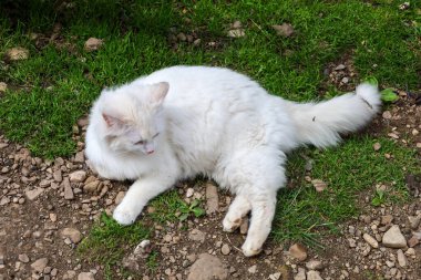 Beyaz tüylü bir kedi yeşil çimenler ve taşların arasında yerde yatıyor. Kedinin uzun beyaz kürkü, pembe kulakları var ve görünüşe göre tuhaf renkli gözleri var. Biri mavi, diğeri farklı bir tonu olabilir..