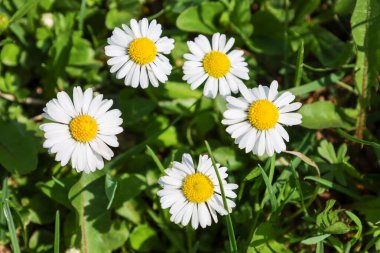 Yeşil çimenlerin arasında büyüyen parlak sarı merkezli beş beyaz papatya. Çiçeklerin, yuvarlak sarı bir ortadaki etrafına dizilmiş sayısız beyaz taç yaprakları vardır. İnce yeşil saplar her çiçeği destekler..
