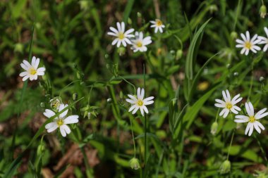 Yeşil çimenlerin arasında büyüyen sarı merkezli küçük, beyaz, yıldız şeklinde bir çiçek grubu. Çiçeklerin bir yıldıza benzeyen beş dar taç yaprakları vardır. İnce yeşil saplar çiçekleri yoğun yeşilliğin üzerine kaldırır..