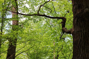 Bahar ormanındaki uzun ağaçların en alt manzarası. Genç, parlak yeşil yapraklar yoğun bir şekilde dalları kaplıyor, parlak güneş ışığının filtrelemesini sağlıyor, yaprakların üzerinde ışık demetleri oluşturuyor..