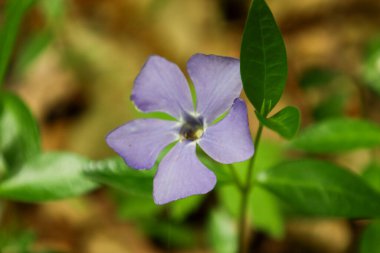 Daha küçük menekşe (Vinca minor) menekşeli narin bir mavi-menekşe çiçeğinin beş yapraklı yakın çekimi. Çiçeğin ortasında, sarı erkekli bir ışık çekirdeği görülebilir..