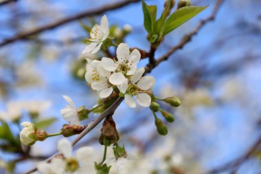 Mavi gökyüzüne karşı beyaz çiçekler ve yeşil tomurcuklarla açan tatlı bir kiraz dalına yakın plan. Çiçeklerin ortasında kahverengi anterler olan beş beyaz taç yaprağı ve sarı pudingleri vardır. Ağaç dalı ince, kahverengi ve düz olmayan bir yüzeyi var..