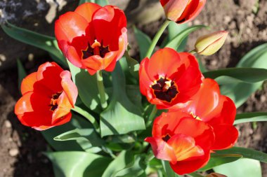 Ukrayna 'da güneşli bir günde, çiçek tarhında tam çiçeklenmiş siyah merkezli bir grup parlak kırmızı lalenin üst görüntüsü. Çiçeklerin fincana benzeyen altı geniş taç yaprağı var..