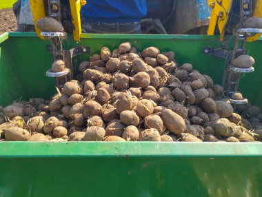 Patates ekme makinesinin yeşil zıpzıpzıpının çok sayıda lahanalı patatesle dolu olduğu yakın plan. Patatesleri kavrama ve dikme mekanizması olan iki adet sarı metal yapı zıpzıpzıp üzerinde yer almaktadır..