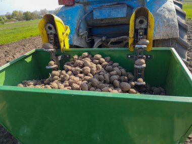 Patatesle dolu mavi bir traktöre bağlı bir patates ekicisinin üst görüntüsü. Büyük yeşil zıpzıp, lahanalı bir sürü patates içerir. Zıpzıptan, patatesler iki sarı ekme mekanizmasına ayrılır..