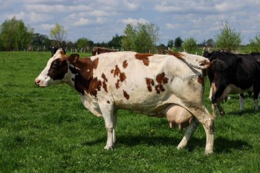 Beyaz ve kahverengi benekli bir Meuse-Rhine-Issel ineği güneşli bir günde yeşil bir çayırda otlar. İnek solda duruyor, başı aynı yöne dönüyor..