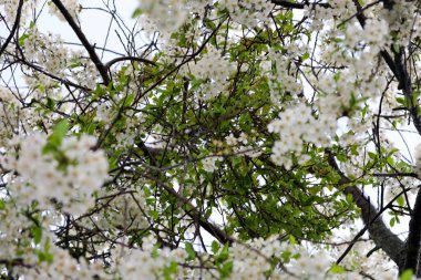 Çiçek açan kiraz ağacının dallarının yoğun iç içe geçişi sayısız beyaz çiçek ve taze yeşil yapraklarla kaplıdır..