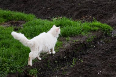 Beyaz tüylü bir kedi, koyu nemli toprağın ve parlak yeşil çimlerin kenarında duruyor. Kedi, başını hafifçe sağa çevirerek, izleyiciden uzaklaşıyor..
