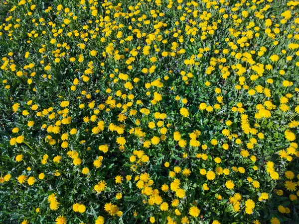 Çok sayıda parlak sarı karahindiba çiçekleri yoğun bir şekilde yeşil bir çayırı kaplar. Çiçeklerin çok sayıda ince taç yaprakları vardır ve yemyeşil yaprakların arasında kısa yeşil sapları vardır..