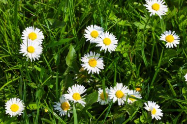 Sarı merkezli birçok beyaz papatya parlak yeşil bir çayırda çiçek açtı. Basit ama güzel çiçekler çimenleri yoğun bir şekilde kaplıyor. Tazelik ve yaz sıcaklığı hissi yaratıyor..