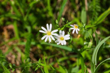 Dar yapraklı ve sarı merkezli üç küçük beyaz çiçek parlak yeşil çimenler arasında nazikçe çiçeklenmiştir. İnce saplar çiçekleri destekliyor ve açılmamış tomurcuklar ışığa uzanıyor..