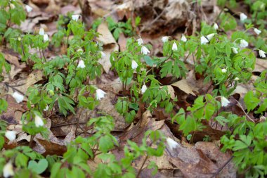 Bir bahar ormanı zemini, yaprakların arasında açan narin beyaz ahşap şakayık çiçekleriyle kaplıdır. İnce yapraklar üzerinde altı taç yaprağı olan küçük çiçekler parlak yeşil yaprakların üzerinde yükselir..