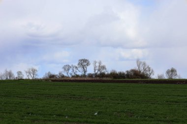 Ufukta bulutlu bir gökyüzünün altında yeşil bir alan uzanır. Genç otlar tepe araziyi kaplıyor, huzur ve tazelik hissi yaratıyor..