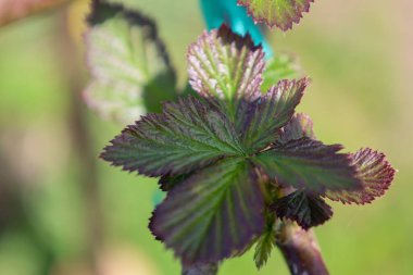 Genç böğürtlen yaprakları ince bir dala açılıyor. Yaprakların tırtıklı kenarları ve yeşil, pembe ve bordo renklerini birleştiren karmaşık bir şekli vardır..