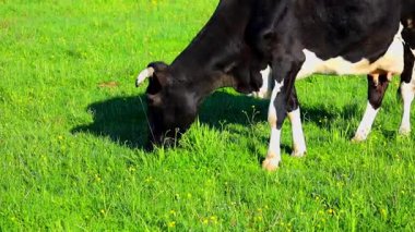 Siyah bir inek parlak güneş ışığı altında yemyeşil bir bahar otlağında huzur içinde otlar. Çimenler taze ve canlı, huzurlu bir kırsal alan yaratıyor..