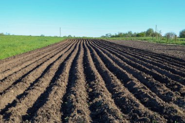 Ukrayna 'da bir bahar gününün açık mavi gökyüzü altında yeni sürülmüş bir tarlanın izleri bile perspektife doğru uzanıyor. Tarımsal bir tarlada hazırlanmış toprak, gelecekteki hasadı ekmeye hazır..