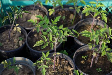 Genç yeşil domates fideleri Ukrayna 'daki yeşil plastik bir kabın içinde, siyah plastik kaplarda yetişiyor. İlk gerçek yaprakları ve mor gövdeleri açık zemine ekilmeye hazır küçük domates bitkilerinin üst görüntüsü..