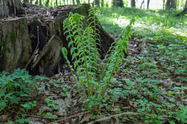 Ukrayna 'da bir bahar ormanında, eski bir ahşap kütük ve orman zeminine karşı düşen yapraklar ve küçük otlar ile genç bir eğreltiotu çalısı tasvir edilir..