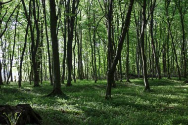 Uzun, ince ve pürüzsüz koyu gövdeli ağaçlar birbirine yakın büyürler. Parlak yeşil yaprakları güneş ışığını filtreler..