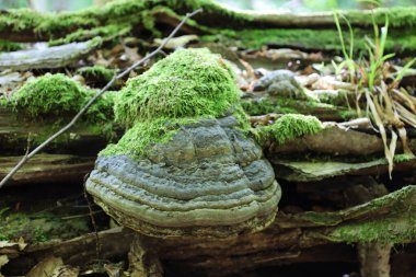 Yakın plan çekimde Ukrayna 'da bir ormanda düşen yosun kaplı bir ağaç gövdesinde büyüyen mantar (Phellinus igniarius) görülüyor. Mantarın griden kahverengiye kadar farklı renkte yoğun bölgeleri ve sert, ahşap bir dokusu vardır..