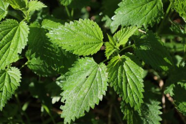 Yakın plan çekimde, muhtemelen yağmur veya çiy damlacıklarıyla kaplı ısırgan otu yaprakları (Urtica dioica) görülüyor..