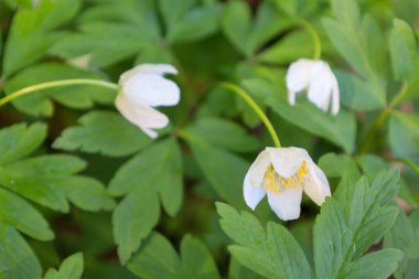 Yakın plan çekimde, yemyeşil yapraklar arasında üç narin ahşap şakayık (Anemone nemorosa) görülüyor. Çiçeklerin ortasında altı beyaz taç yaprağı ve parlak sarı erkek çiçekleri var..