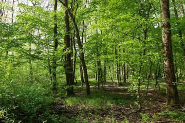 Manzara, Ukrayna 'da ilkbaharda sık bir yaprak döken ormanı tasvir eder. Genç, parlak yeşil yapraklı ince ağaçlar yukarıya doğru uzanıyor ve yoğun bir gölgelik oluşturuyor..