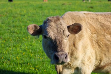 Büyük açık kahverengi bir inek dikkatli bir bakışla kameraya bakar ve parlak yeşil bir otlağın arka planına bakar. Yumuşak kürkü güneş ışığını yansıtır. Ağızlığının, kulaklarının ve gözlerinin detaylarını vurgular..