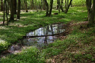Ormanın sular altında kalan bir bölgesi ağaç gövdeleri ve yeşil yaprakları yansıtarak suyun yüzeyinde bir ayna etkisi yaratıyor..