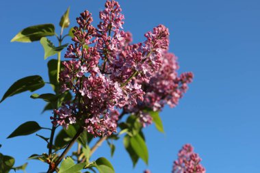 Yakın plan bir fotoğraf, parlak mavi bir gökyüzüne uzanan büyük leylak demetleriyle çiçek açan bir leylak dalını gösteriyor. Çiçekler çok sayıda küçük tomurcuktan oluşuyor, bazıları zaten açılmış, hassas yapılarını gösteriyor..